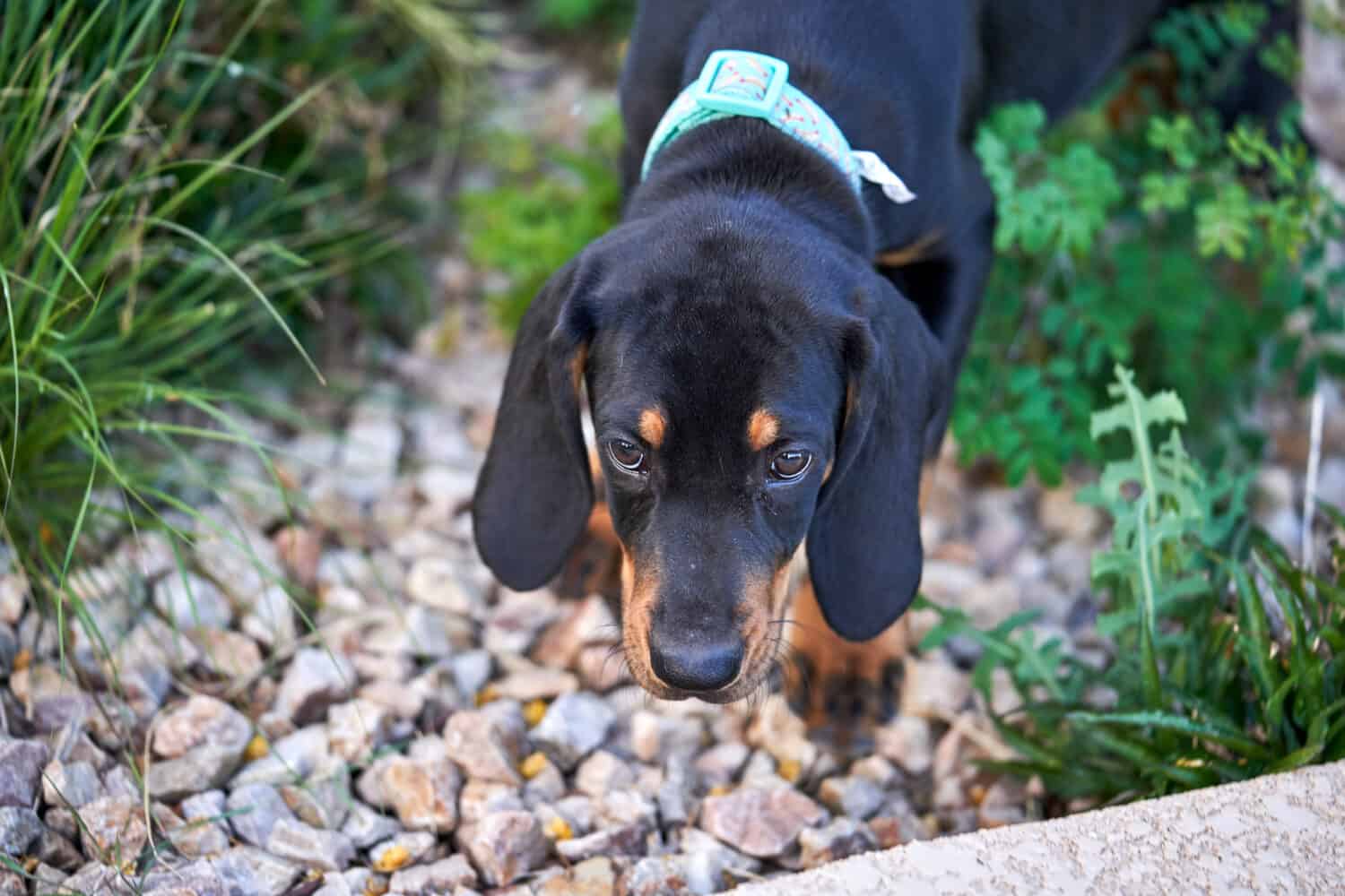 Coonhound Puppy exploring new backyard