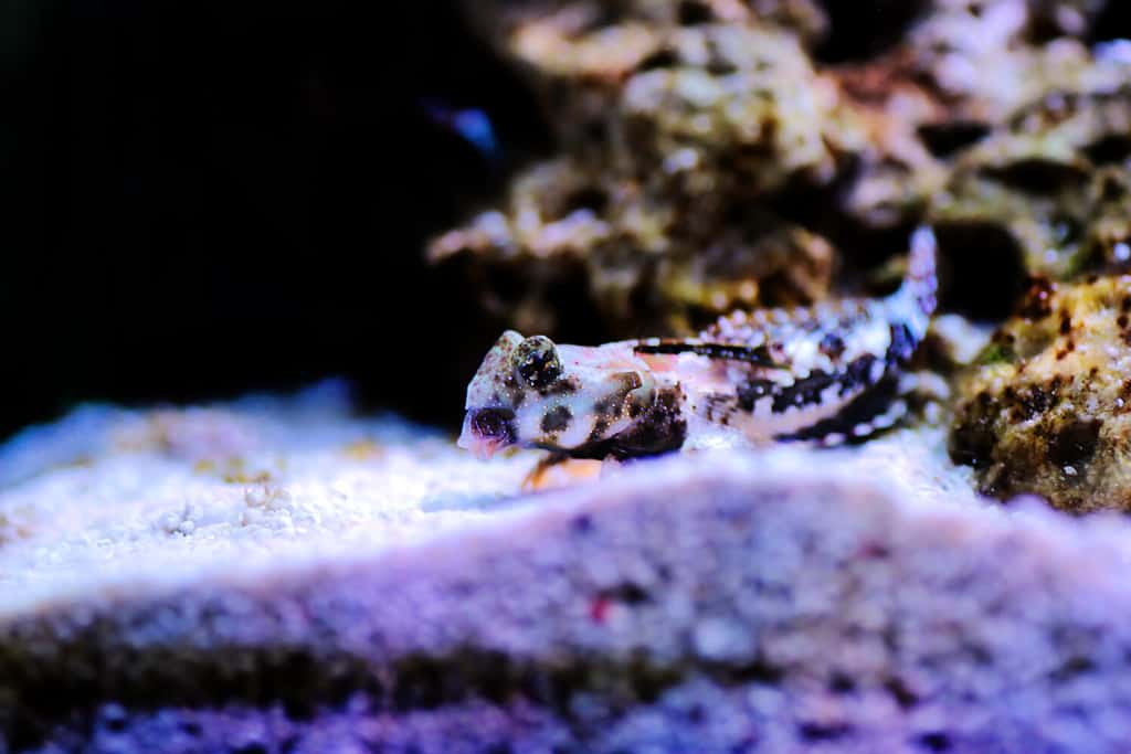 Scooter Blenny - (Synchiropus ocellatus)