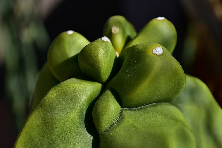 The top of a totem pole cactus showing the new growth.