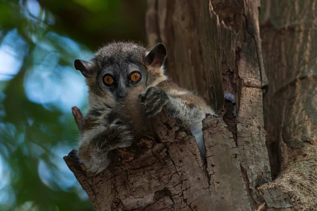 White-footed Sportive Lemur (Lepilemur leucopus), Madagascar