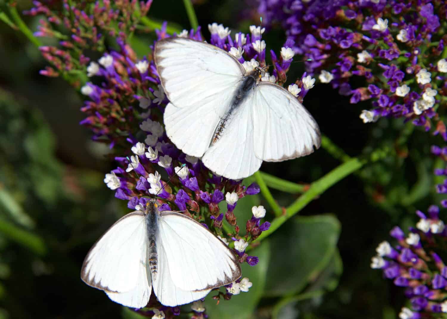 Two Great southern white butterflies on purple flowers, drinking nectar. Top view