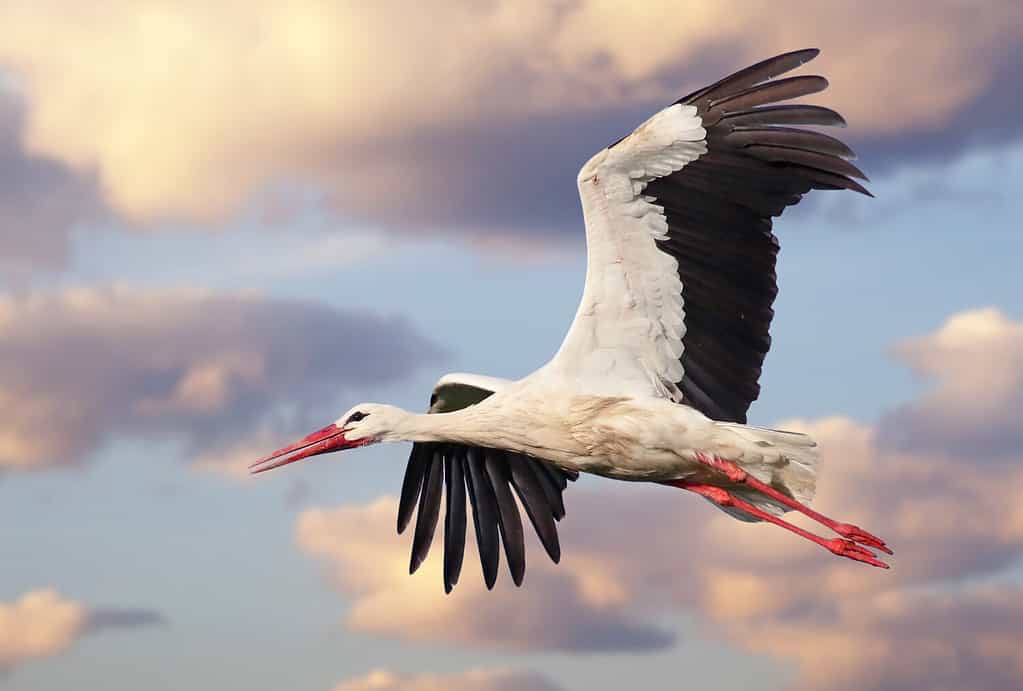 Beautiful white stork (Ciconia ciconia) in flight with a cloudy sky background. Portrait of a flying bird with vibrant colours.