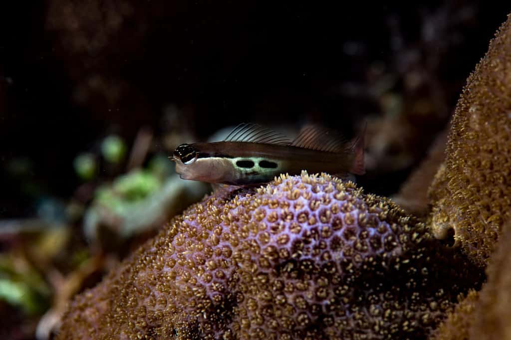 Two-Spot Combtooth Blenny Ecsenius bimaculatus