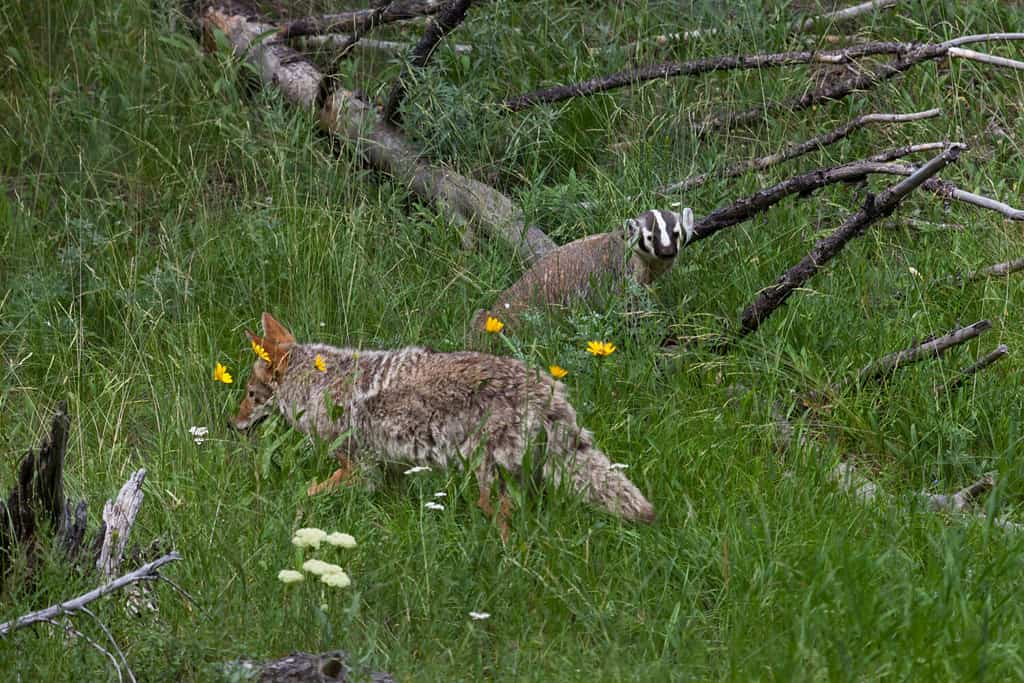 A badger and a coyote walk near each other in a lush green meadow at Yellowstone National Park, Wyoming.
