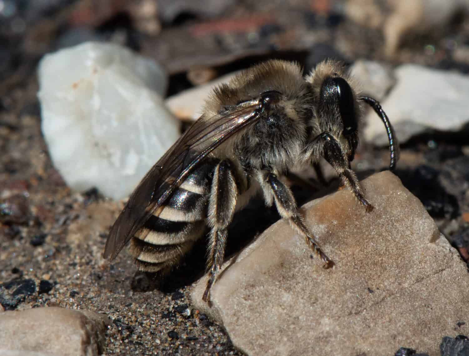 Unequal Cellophane Bee (Colletes inaequalis) forages on the ground in Tennessee