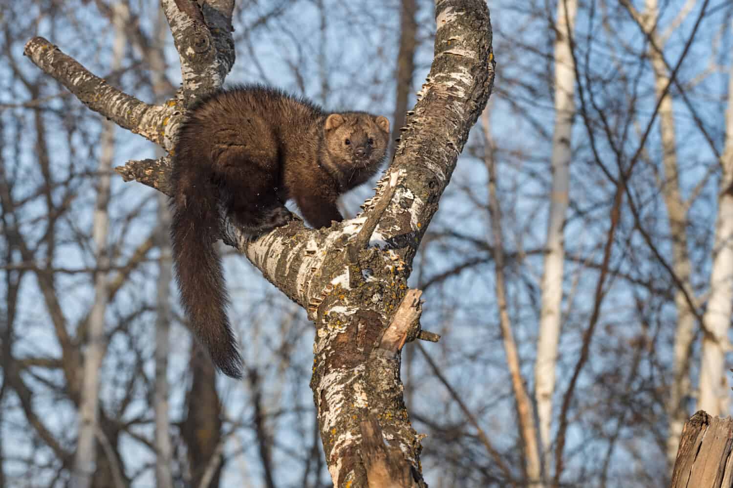 Fisher (Martes pennanti) Hunched Up in Tree Winter - captive animal