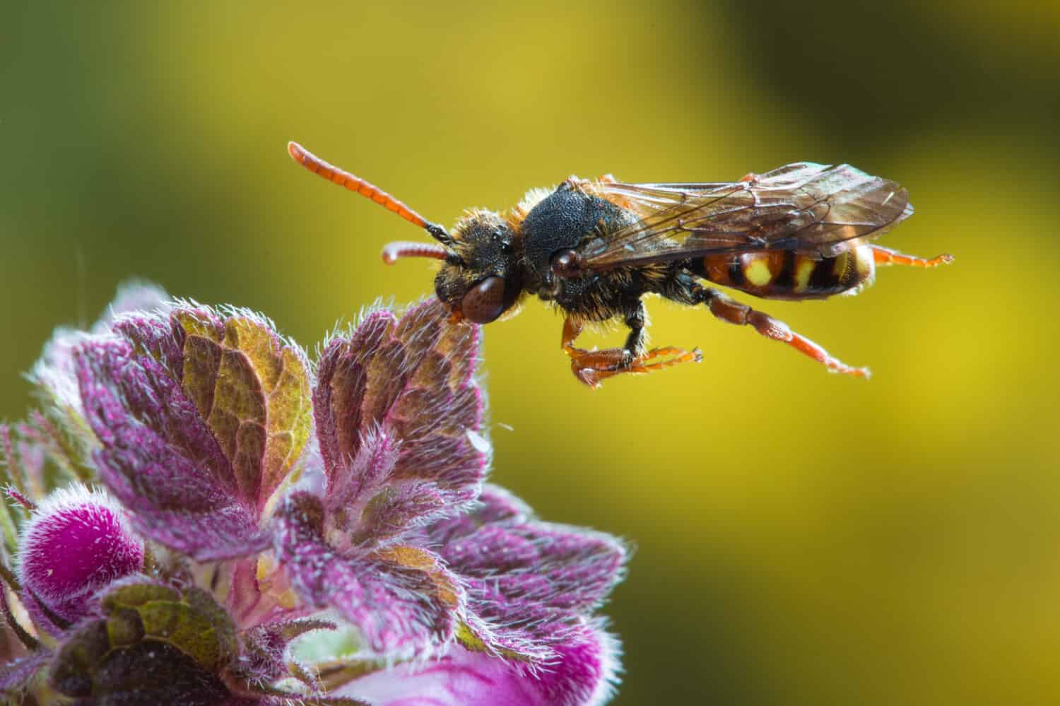 Cuckoo bee Nomada  Species is resting on a plant
