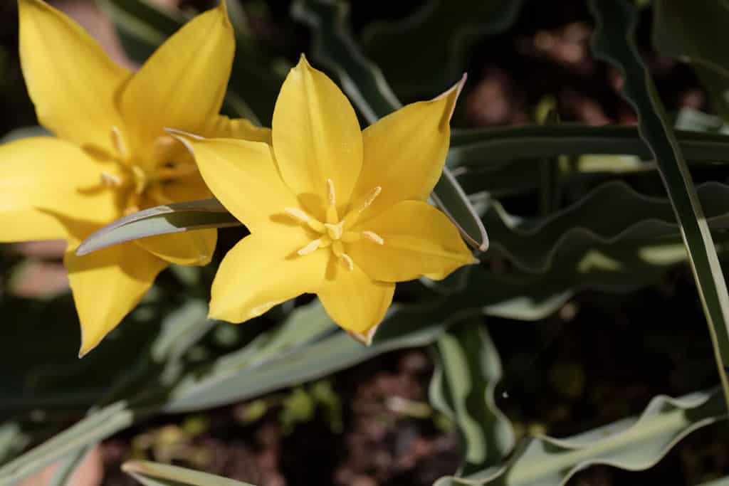 Flower of the Tulip Tulipa kolpakowskiana, a species from China and Kazakhstan.