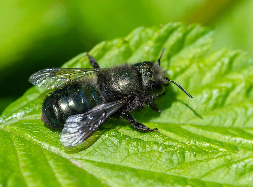 Mason Bee (Osmia lignaria) resting on a Salmonberry leaf