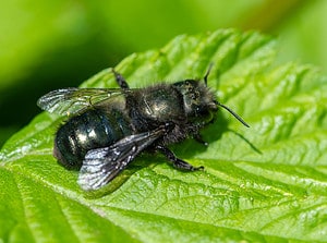 9 Type of Bees and How to Identify Each  Picture