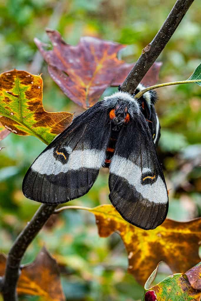 Buck Moth (Hemileuca maia) on a scrub oak branch in the Albany Pine Barrens, New York.