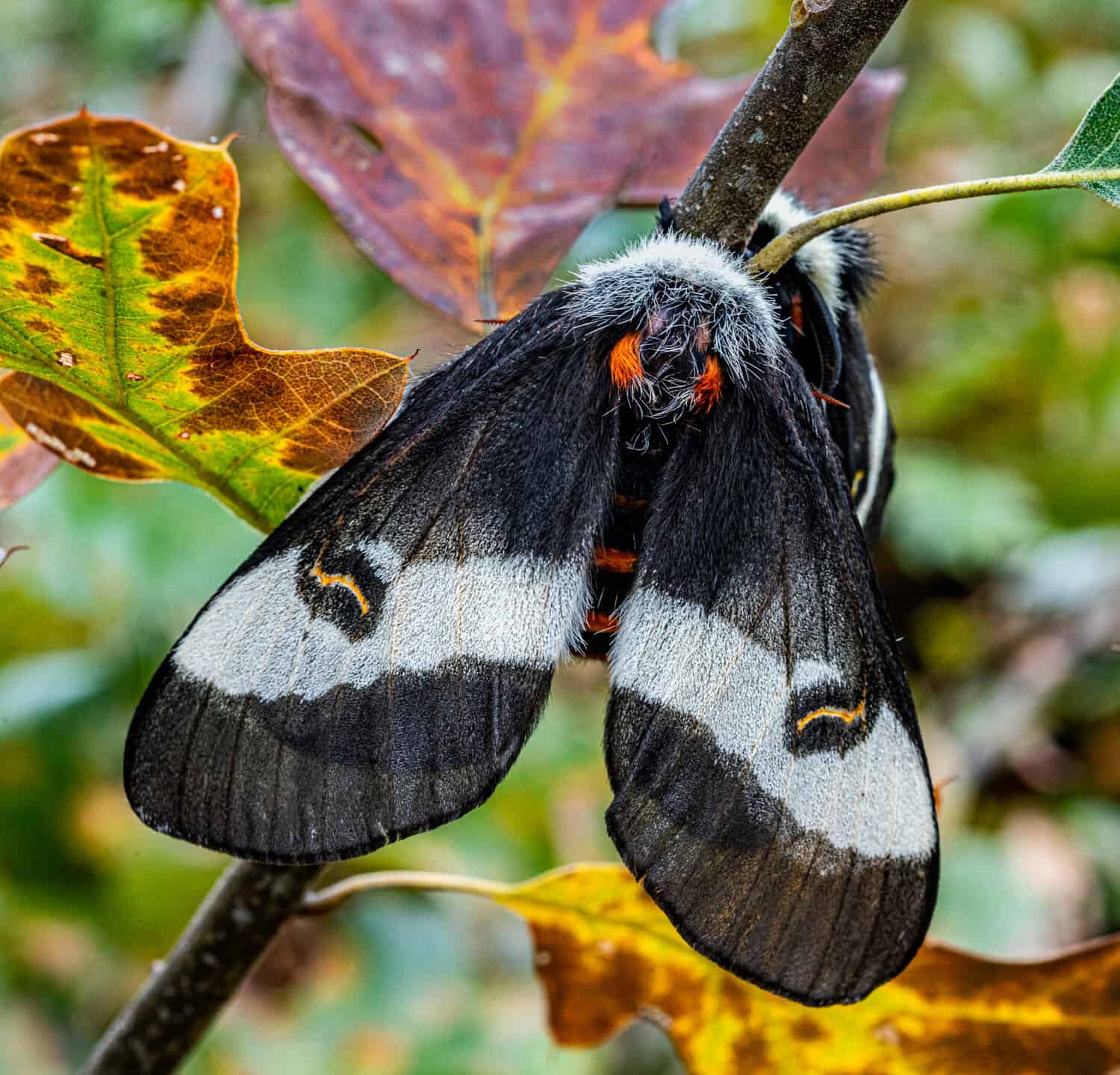 Buck Moth (Hemileuca maia) on a scrub oak branch in the Albany Pine Barrens, New York.