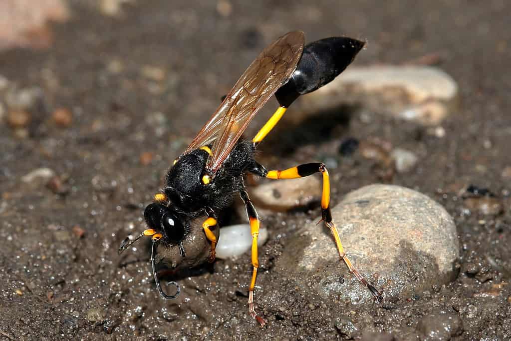 Sceliphron destillatorium black and yellow mud dauber wasp is collecting mud for nest