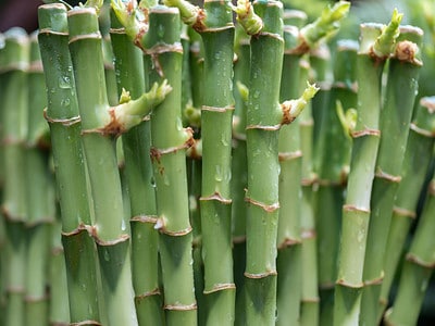 A Bamboo In Hawaii
