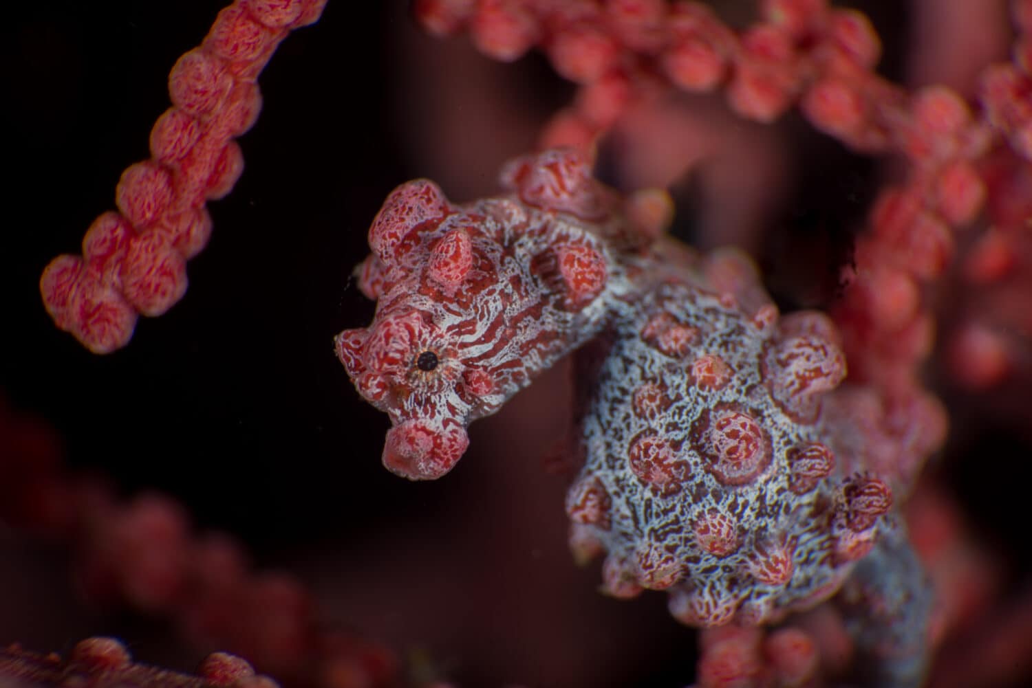 Hippocampus bargibanti, also known as Bargibant's seahorse or the pygmy seahorse, is a seahorse of the family Syngnathidae found in the central Indo-Pacific area. 