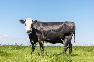 The Top 16 Most Expensive Types of Cows in 2024 Picture