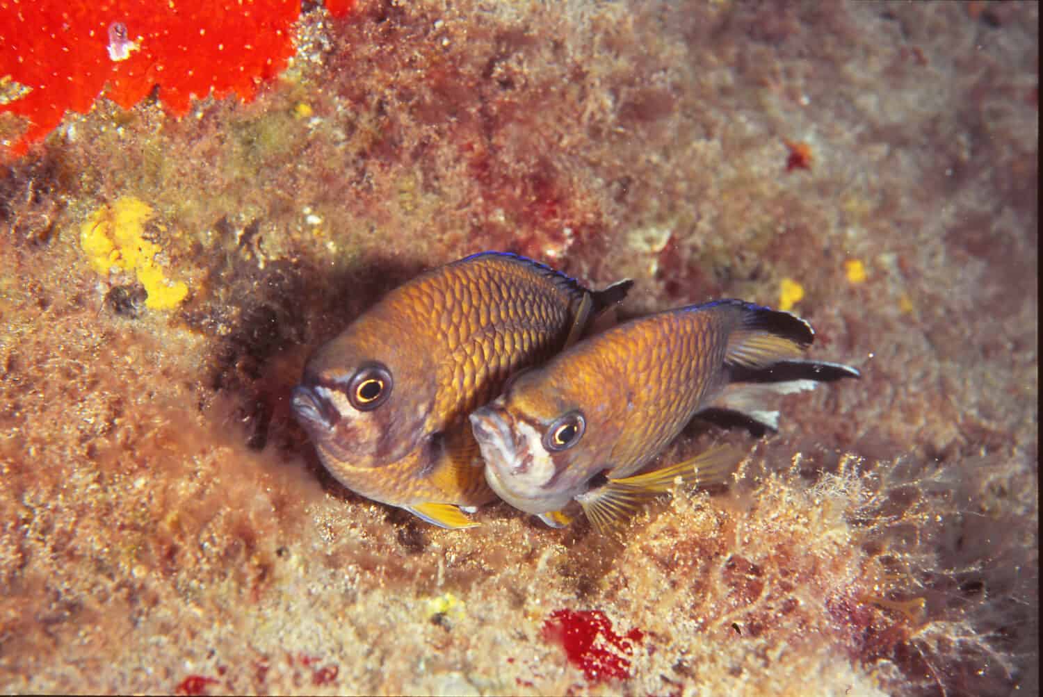 pair of atlantic damselfish prepare to mate