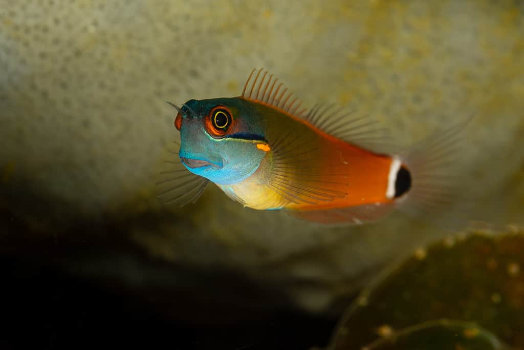 blue tailspot coralblenny fish blenny