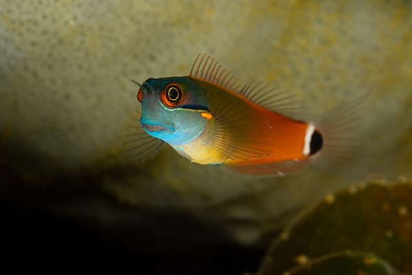 12 Unique Types Of Blenny Fish - A-Z Animals