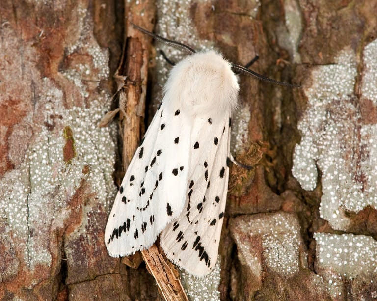 White Ermine Moth on a tree trunk
