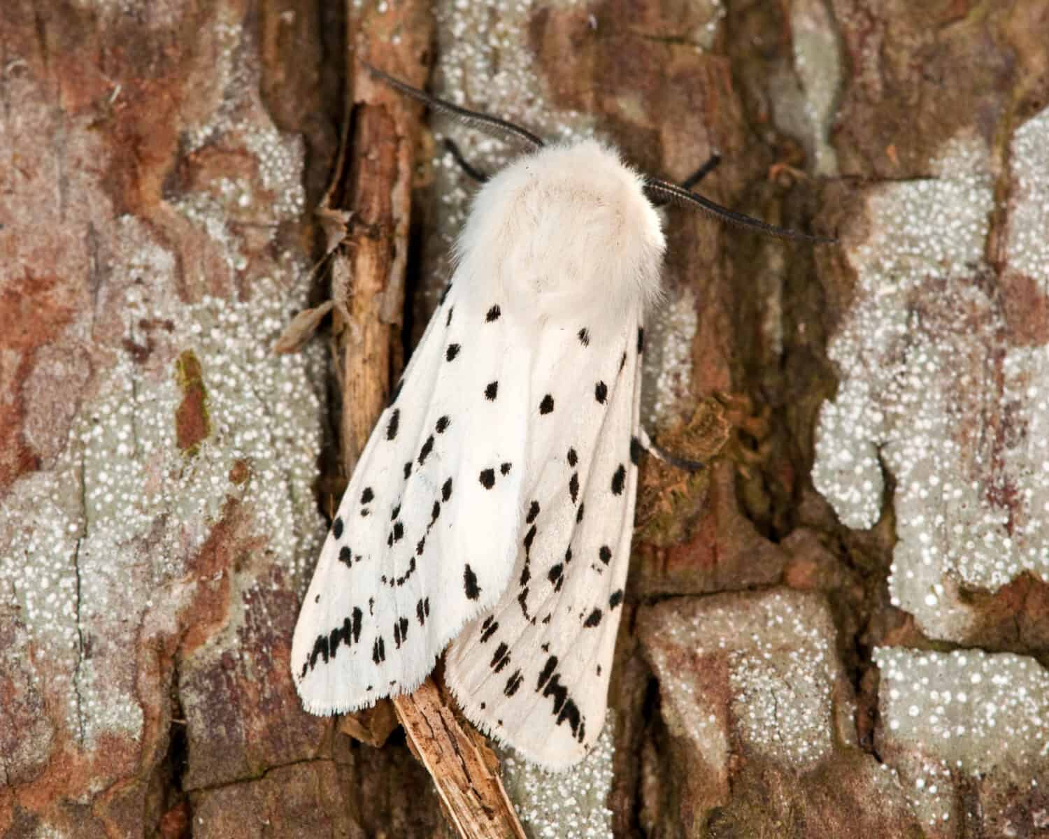 White Ermine Moth on a tree trunk