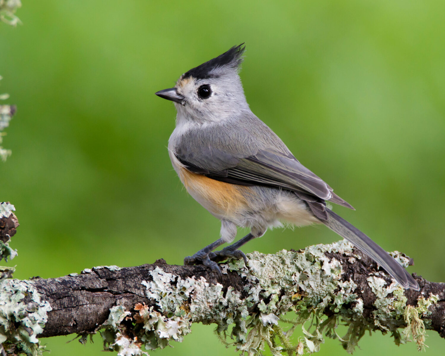 Perched Black-crested Titmouse in Central Texas