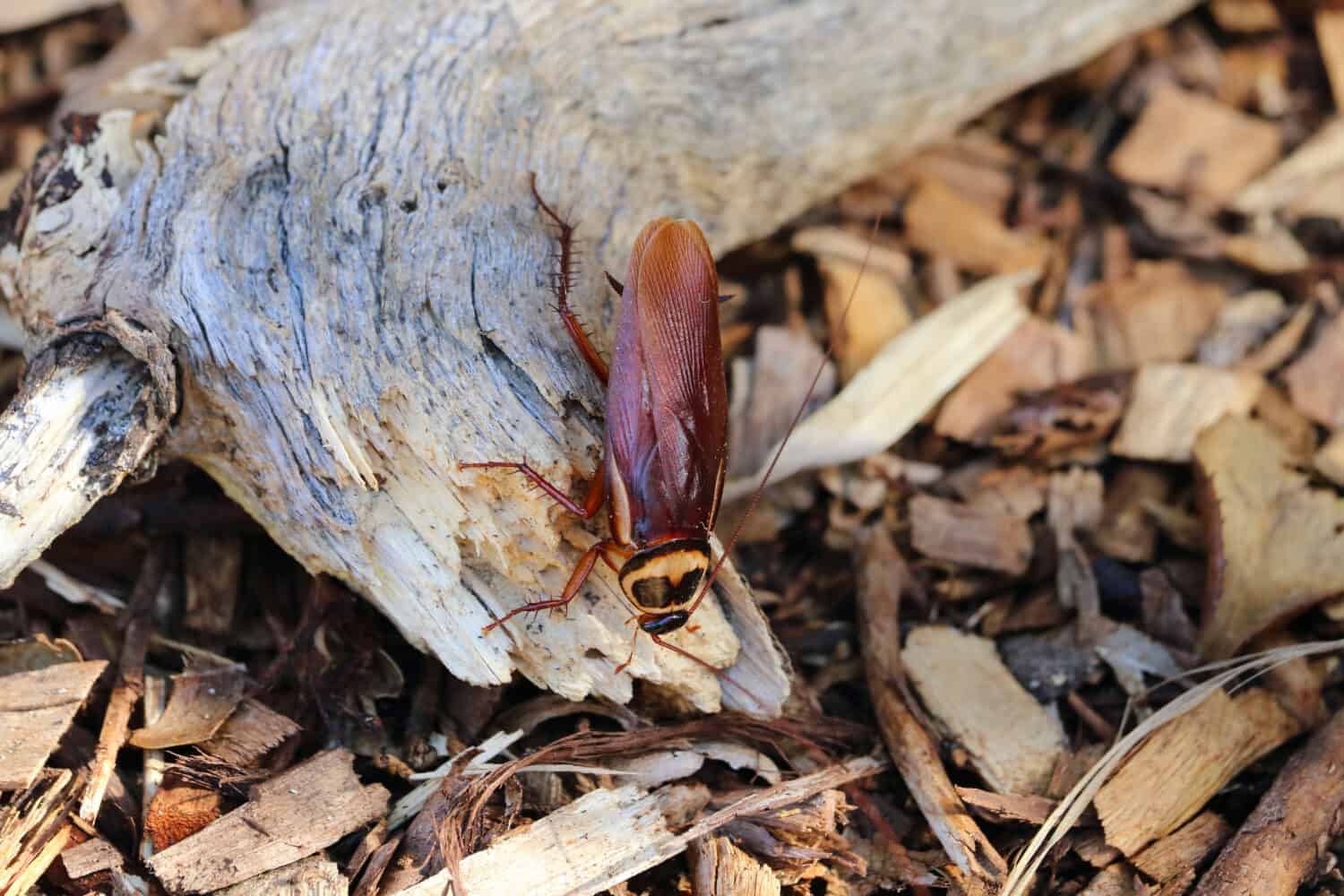 Large Australian cockroach on the ground