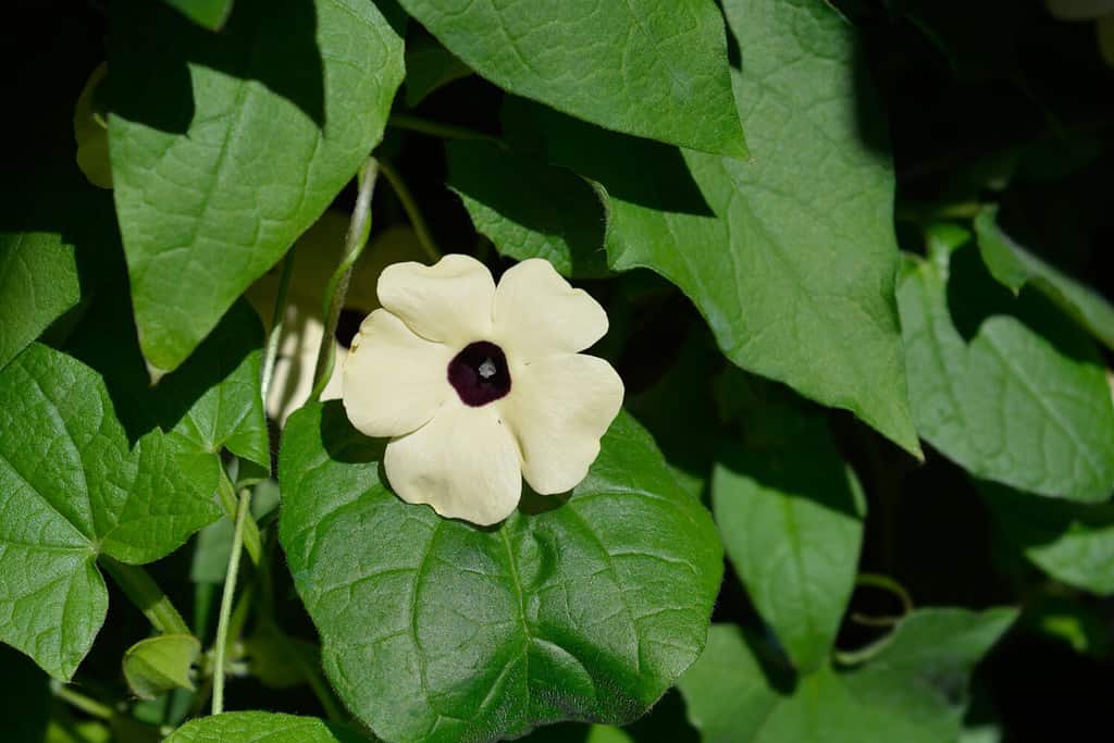 Black-eyed Susan vine - Latin name - Thunbergia alata
