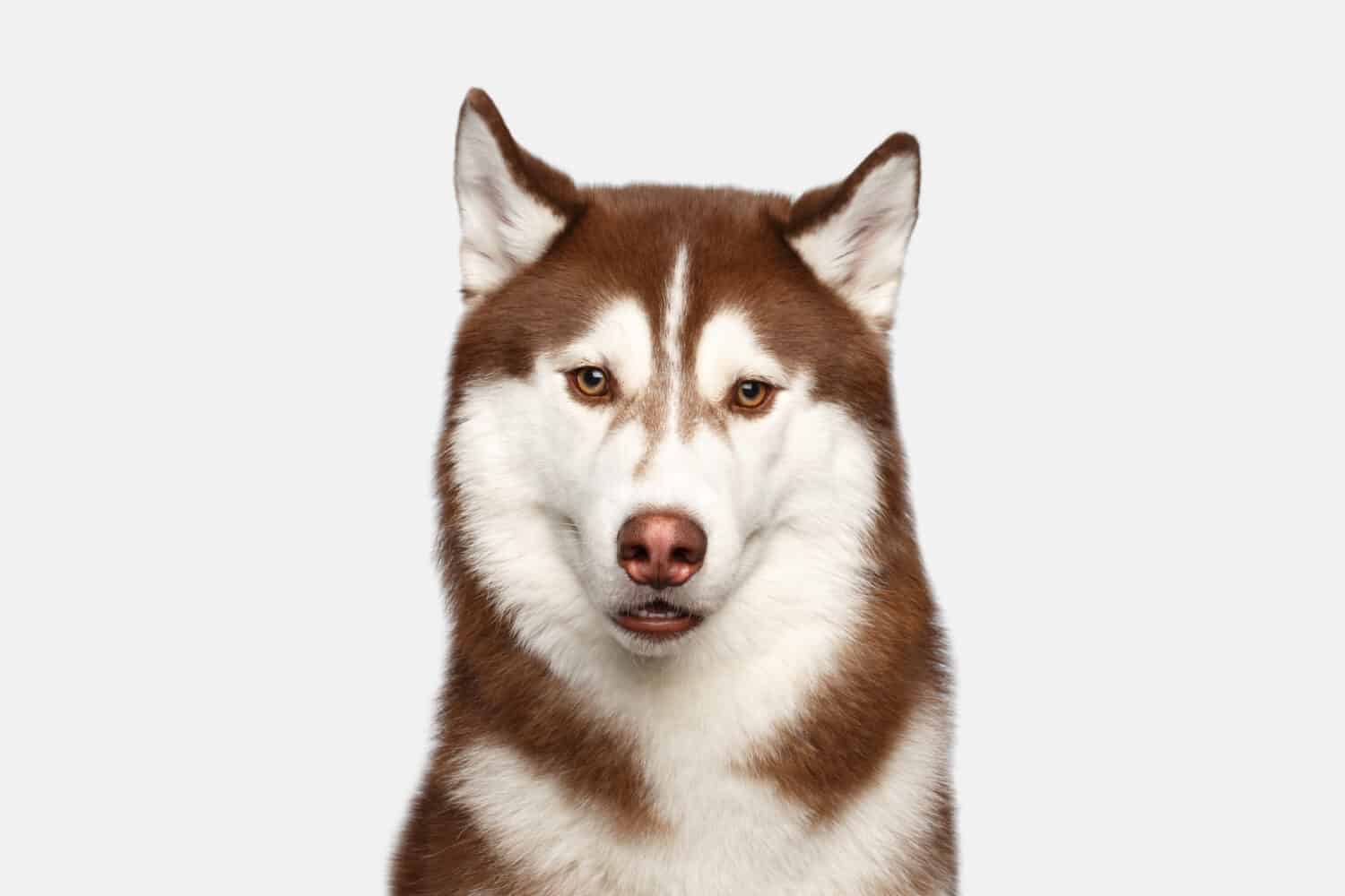 Funny Portrait of Amazement Brown Siberian Husky Dog,Curious Looking at camera on White Background