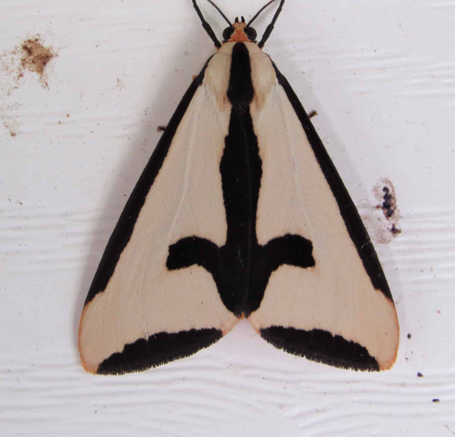 Closeup of a haploa clymene moth on the side of a house 