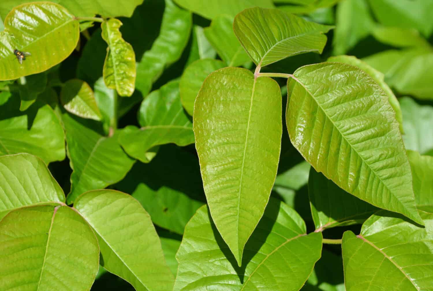 Toxicodendron radicans, commonly known as eastern poison ivy, is an allergenic Asian and Eastern North American flowering plant in the genus Toxicodendron. 