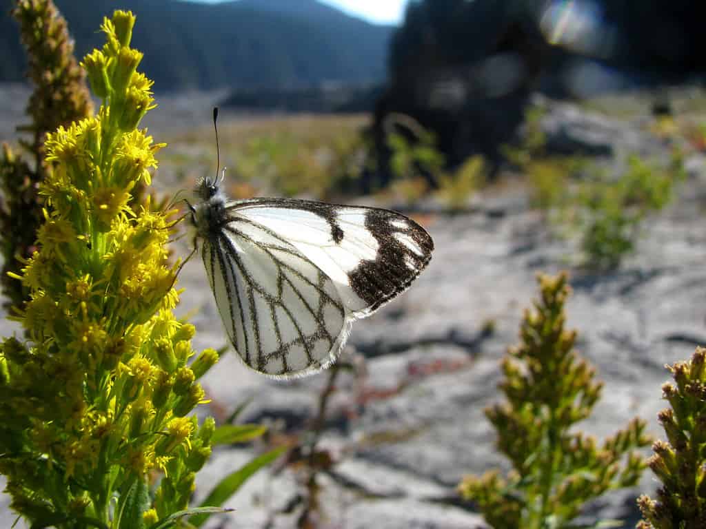 Pine white butterfly feeding on goldenrod