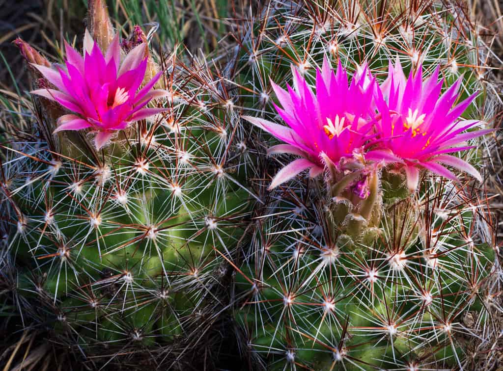Beautiful pink cactus flowers. Escobaria vivipara. ecology,environment, gardening concepts.