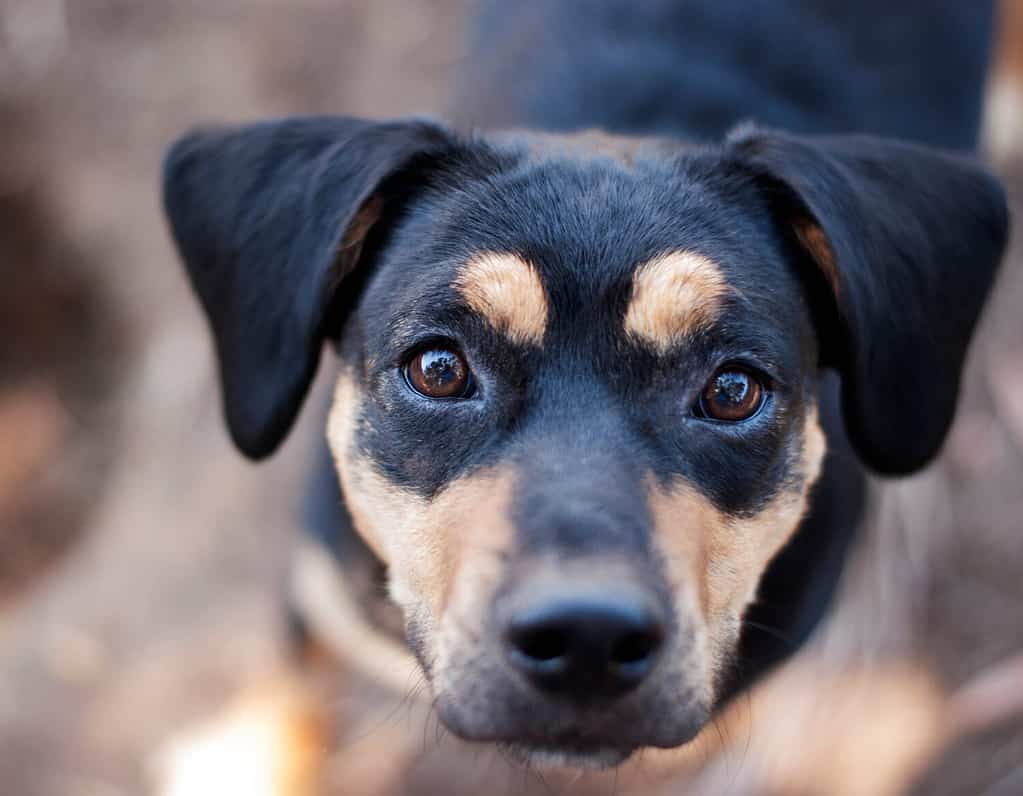 Rescue Beagle mix portrait looking at camera black with cute brown eyebrows and alert ears
