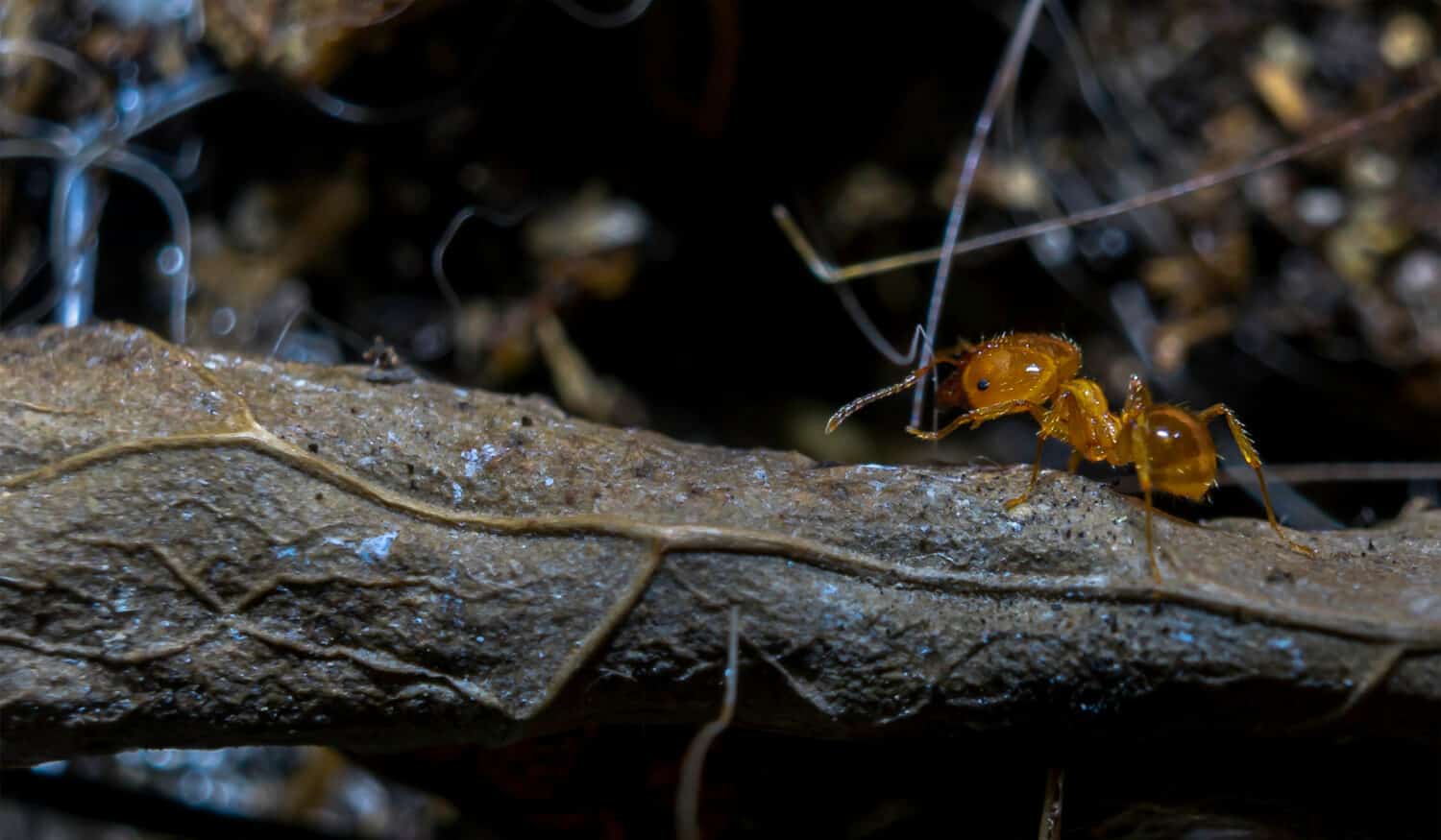 brown ant Solenopsis molesta walking on a dry leaf
