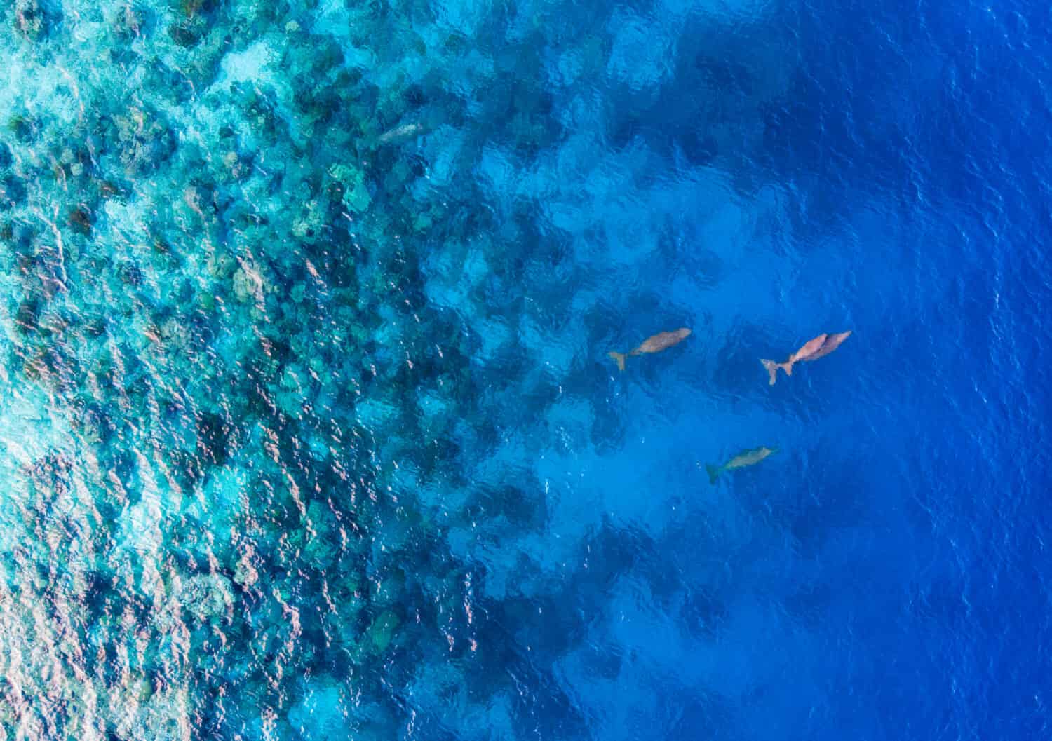 The colony of sea mammals Dugongs (sea cow) swimming and take a breath in the ocean of Sangihe Island, North Sulawesi, Indonesia. This mammals is protected under international habitat regulation.