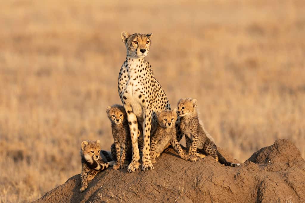 Female cheetah and her four tiny cubs sitting on a large termite mound with a smooth background with copy space in Serengeti Tanzania