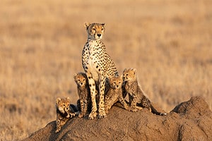 Watch a Cheetah Mother Teach Her Cubs How to Hunt Using a Baby Impala! Picture