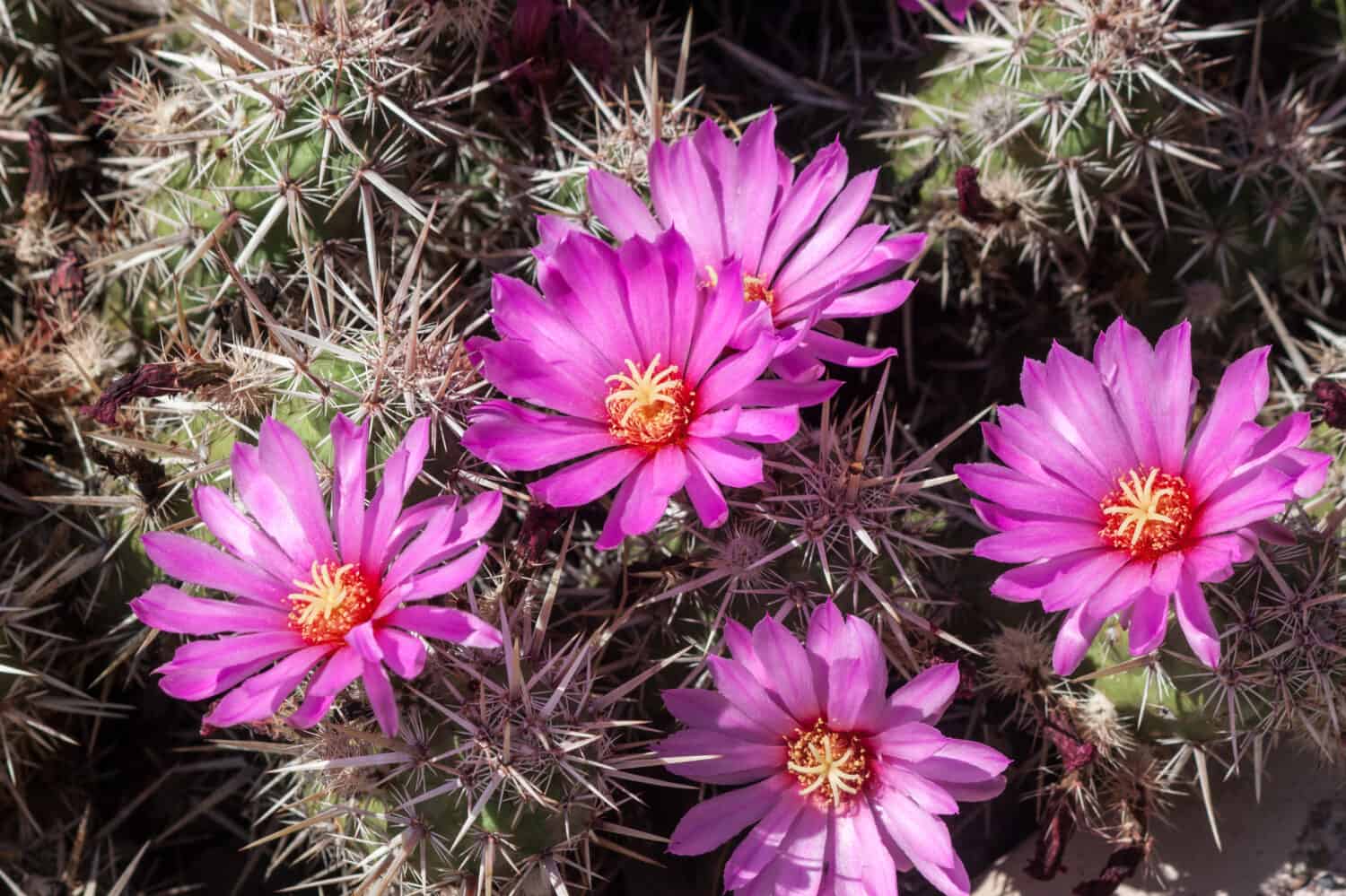 Strawberry Hedgehog Cactus showing pink flowers and sharp needles.