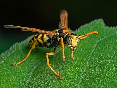 A Types of Wasps In Florida Ranked By the Pain of their Sting