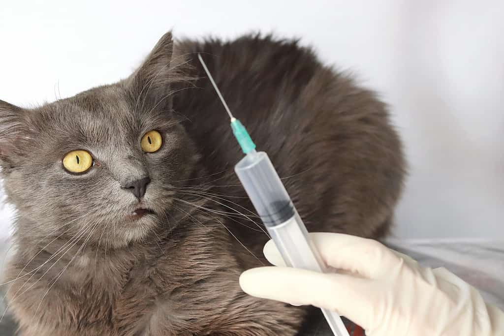 A gray fluffy long-haired cat Nebelung and a defocused syringe in a hand in a medical glove. Copy space - the concept of veterinary medicine, animal health, prevention, treatment, injection, care.