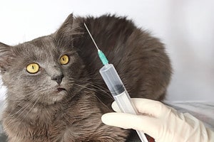 16 Telltale Signs that Your Cat is Sick or Injured Picture
