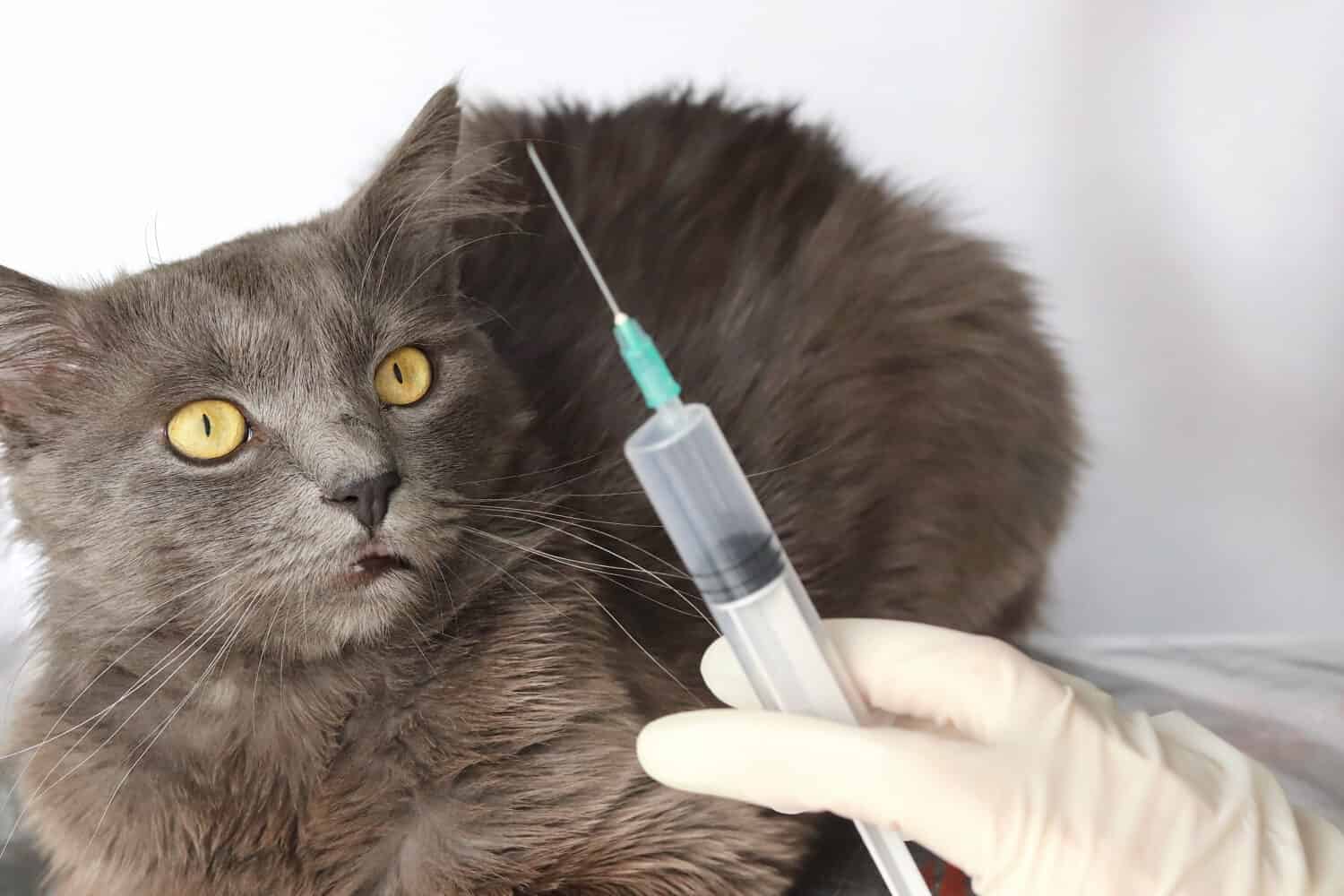 A gray fluffy long-haired cat Nebelung and a defocused syringe in a hand in a medical glove. Copy space - the concept of veterinary medicine, animal health, prevention, treatment, injection, care.
