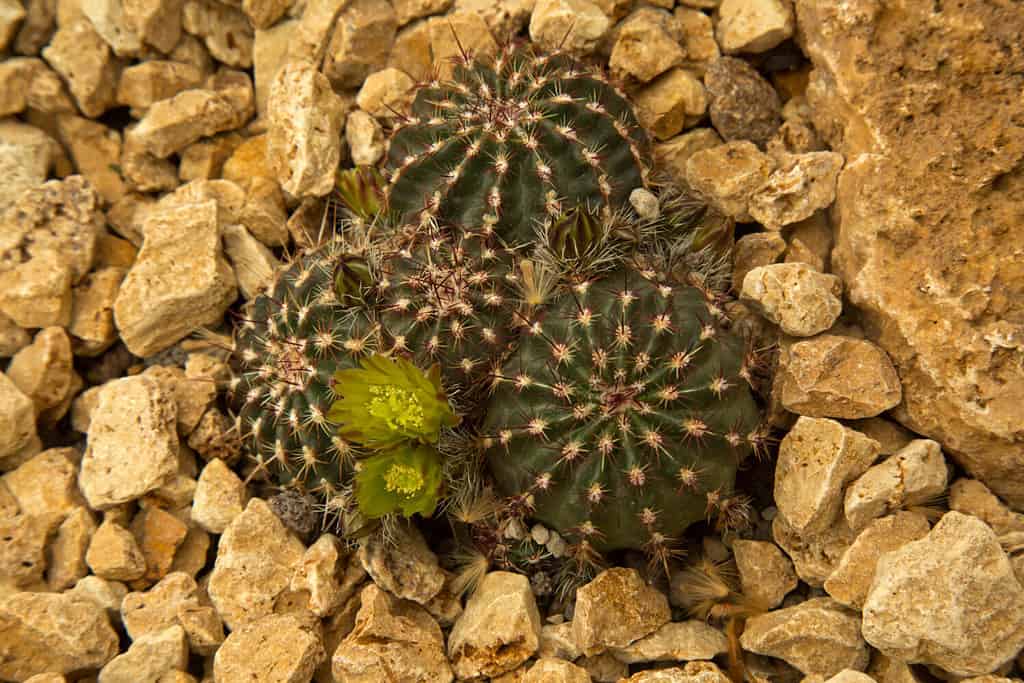 The nylon hedgehog cactus, green pitaya, small-flowered hedgehog cactus (Echinocereus viridiflorus).