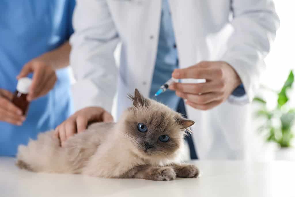 Professional veterinarians vaccinating cat in clinic, closeup
