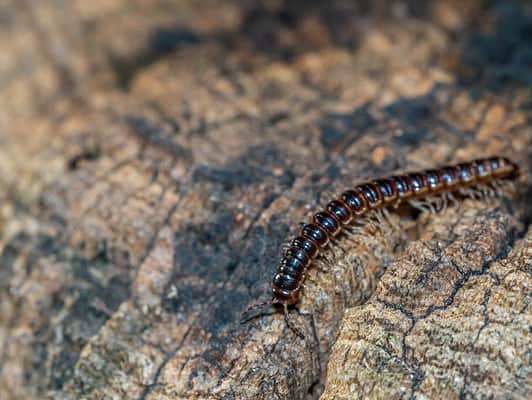 Black and Yellow Centipede: What Kind Is It? - A-Z Animals