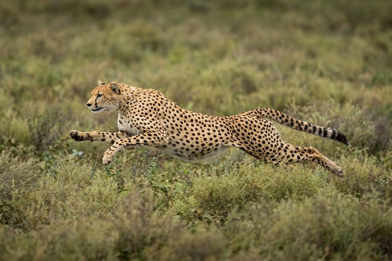 What Is a Group of Cheetahs Called? - A-Z Animals