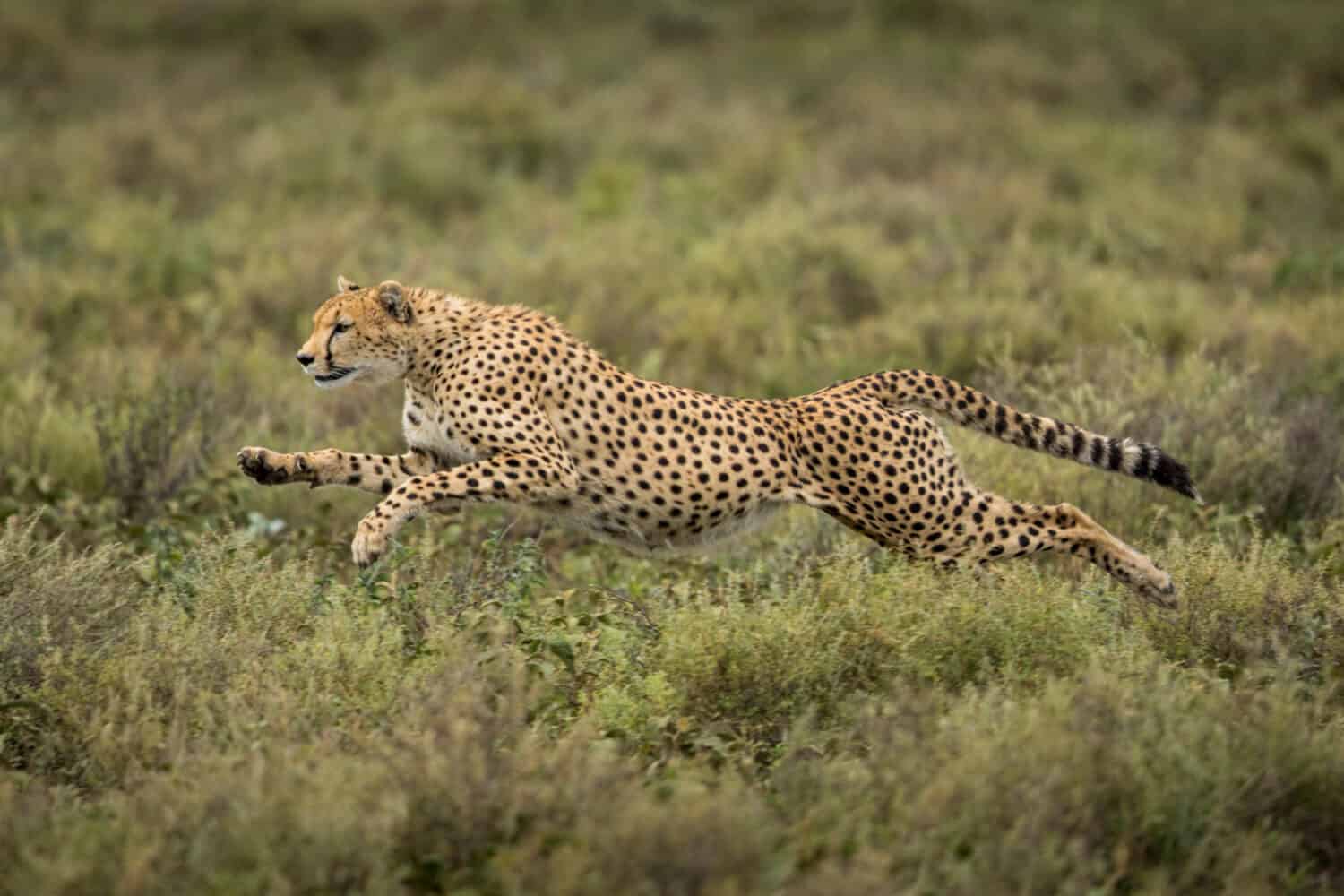 Tanzania, Ngorongoro Conservation Area, Adult Cheetah (Acinonyx jubatas) begins running while chasing down Wildebeest calf on Ndutu Plains