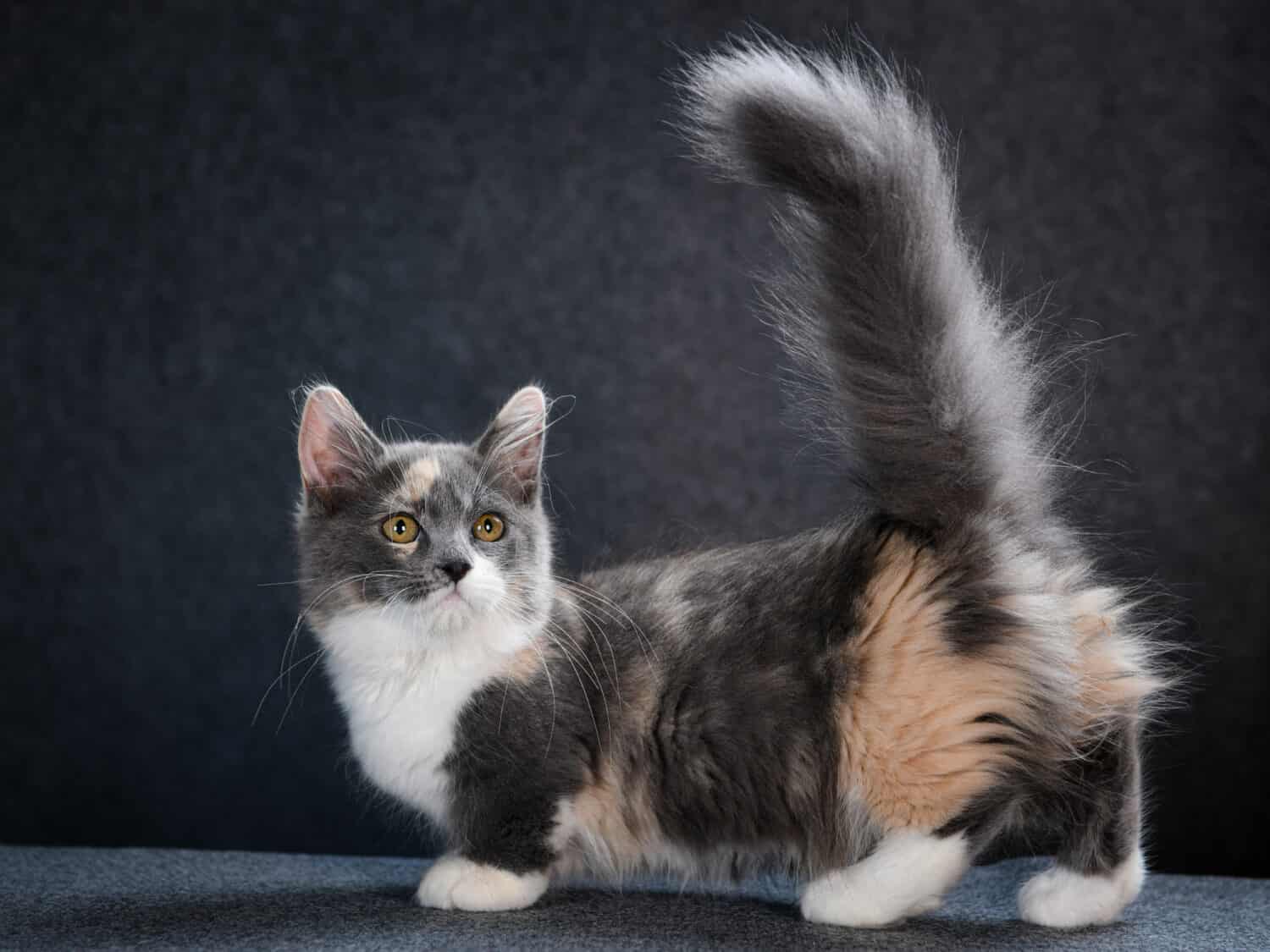 how-big-do-munchkin-cats-get-average-size-and-growth-milestones-a-z