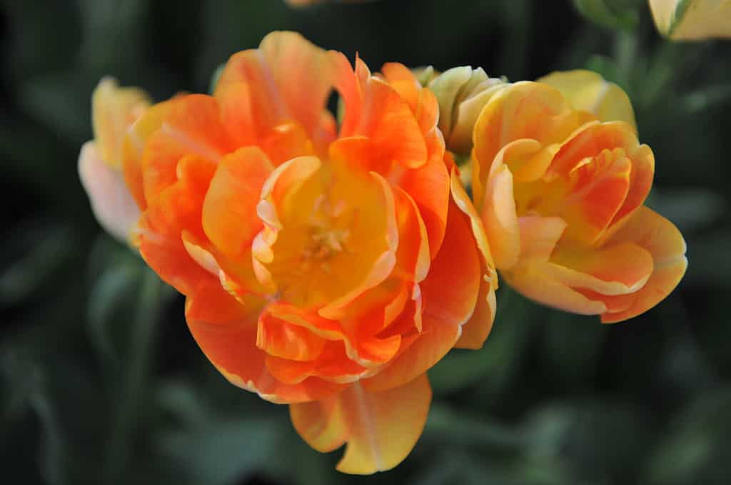 Orange-yellow multi-flowered Double Late tulips (Tulipa) Charming Beauty bloom in a garden in April 2016